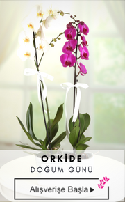 Orkide
